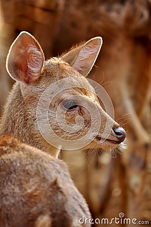 Baby rusa deer Stock Photo