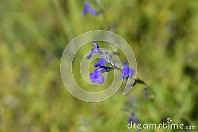 Baby sage Blue Monrovia Stock Photo