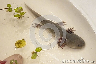 Baby Salamander as a pet Stock Photo