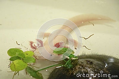 Baby Salamander as a pet Stock Photo
