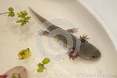 Baby Salamander as a pet Stock Photo