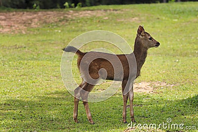 baby of sambar deer on green field at khaoyai national park thailand Stock Photo