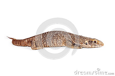 Baby Savannah Monitor Lizard Stock Photo