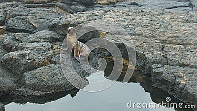 Baby Sea Lion in Galapagos Islands Stock Photo