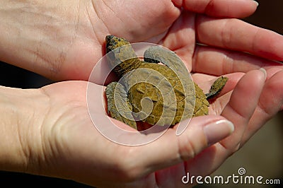 Baby Sea Turtle w/Path Stock Photo