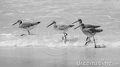 Baby Seagulls running in unison through water on the beach Stock Photo