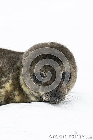 Baby seal Stock Photo
