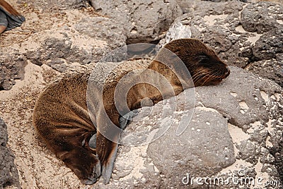 Baby seal basking in sun on Galapagos islands Stock Photo