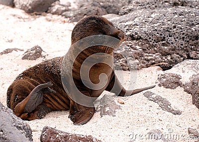 Baby seal basking in sun on Galapagos islands Stock Photo