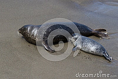 Baby seal and his mother Stock Photo