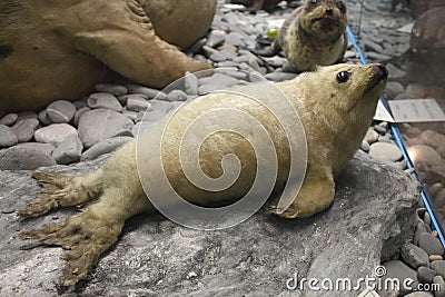 baby seal at the Natural History Museum Editorial Stock Photo