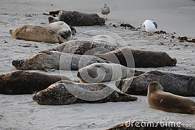 Baby Seal in the sand at Children's Pool Beach - Pacific Harbor Seal Stock Photo