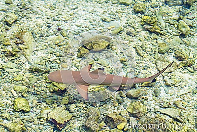 Baby shark Stock Photo