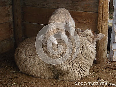 Baby sheep climbing mother Stock Photo