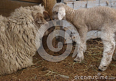 Baby sheep nuzzling mother Stock Photo