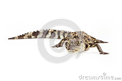 Baby Siamese Crocodile Looking At Camera Stock Photo