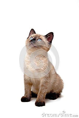 Baby Siamese Kitten Stock Photo