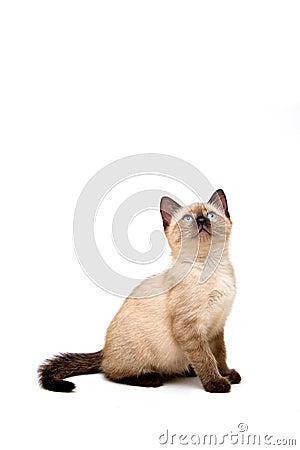 Baby Siamese Kitten Stock Photo