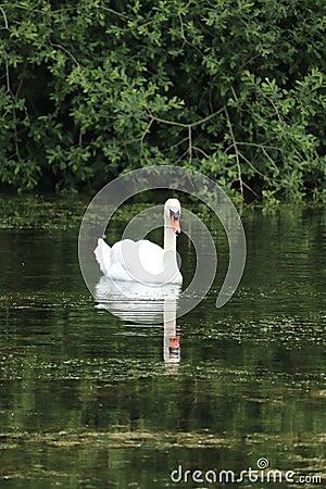Swans and signets Elegant birds Stock Photo
