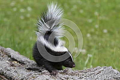 Baby Skunk on a Log Close-up Stock Photo