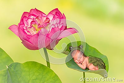 Baby sleeping on lotus leaf Stock Photo