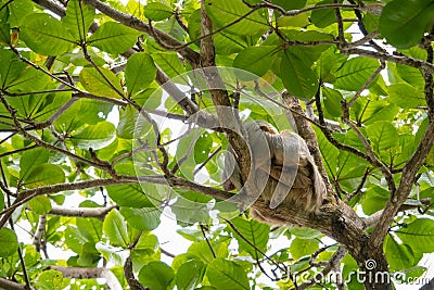 Baby sloth cuddles with mama sloth on a tree, two-toed sloth with long brown, grey hair, the slowest animals in the world, Cahuita Stock Photo