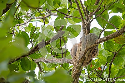 Baby sloth cuddles with mama sloth on a tree, two-toed sloth with long brown, grey hair, the slowest animals in the world, Cahuita Stock Photo