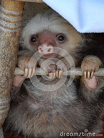 Baby Sloth Stock Photo