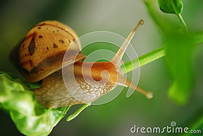 Baby Snail Stock Photo