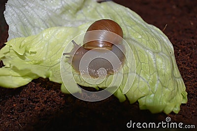 Baby snail on a lettuce leaf Stock Photo