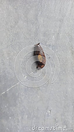 a baby snail that still doesn& x27;t have a shell is crawling on the wall Stock Photo