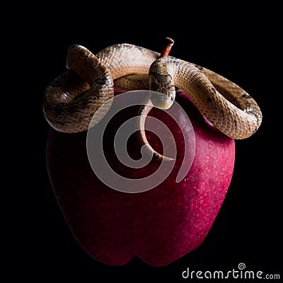 Baby snake on apple Stock Photo