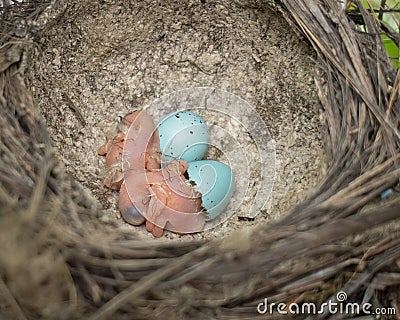 Baby song thrushes (Turdus philomelos) hatching from eggs in the nest Stock Photo
