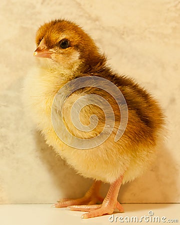 Baby Speckled Sussex chick stands in profile Stock Photo