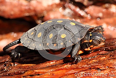 Baby Spotted Turtle (clemmys guttata) Stock Photo