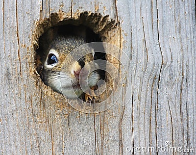 Baby Squirrel Stock Photo