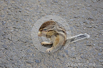 Baby Squirrel Eating Stock Photo