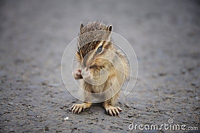 Baby Squirrel Eating Stock Photo