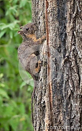 baby squirrel with mange caused by mites Stock Photo