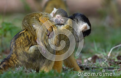 Baby squirrel monkey asleep on mothers back Stock Photo