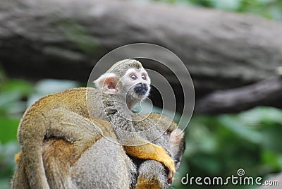 Baby Squirrel Monkey Clinging to It`s Mother`s Back Stock Photo