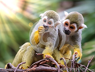 Baby Squirrel Monkey and Mother Watching ! Stock Photo