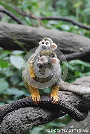 Baby Squirrel Monkey on It`s Mom`s Back Stock Photo