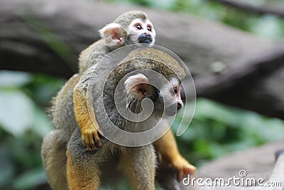 Baby Squirrel Monkey on it`s Mother`s Back Stock Photo