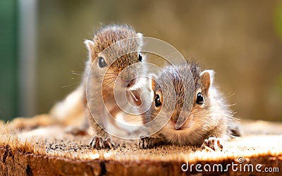 Baby squirrels looking out for their mother Stock Photo