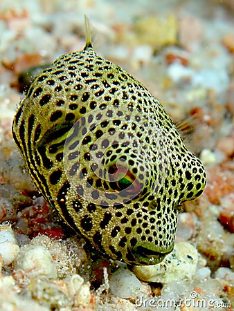 Baby Starry Puffer Stock Photo