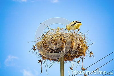 Baby storks in nest on electric pole Stock Photo