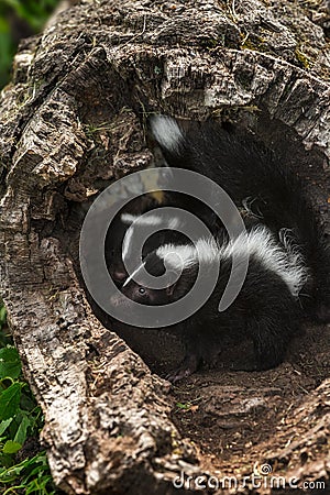 Baby Striped Skunk (Mephitis mephitis) Look Left in Log Stock Photo