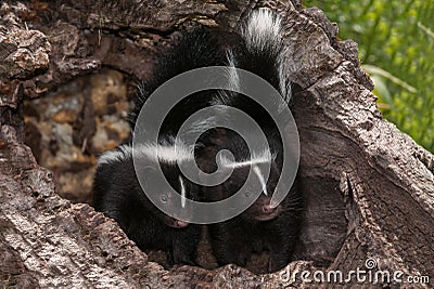 Baby Striped Skunks (Mephitis mephitis) Look Out from Log Stock Photo