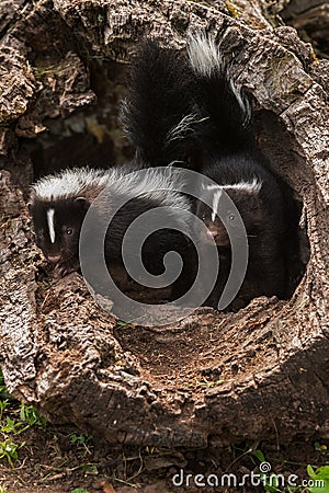 Baby Striped Skunks (Mephitis mephitis) Look Out of Log Stock Photo